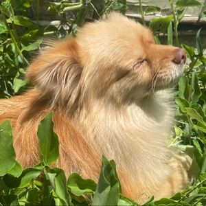 Meet your Posher, Stella